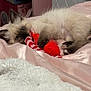 animal, blanket, cat, claw, cozy, cute, fur, indoor, kitten, paw, pet, pink_blanket, playful, red_toy, resting, siamese, sleepy, soft, toy, young_cat