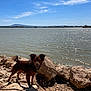 dog, lake, rocks, water, outdoor, nature, sky, clouds, sunlight, animal, pet, brown_dog, shadows, leash, landscape, daytime, canine, happy, scenic, wildlife
