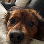 Princesse a rejoint le concours — aidez-le/la à gagner de superbes lots ! dog, close_up, nose, blanket, couch, pillows, resting, cozy, fur, ears, indoor, pet, animal, face, expression, whiskers, soft, comfort, brown, relaxed