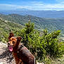 Princesse participe au concours pour gagner de l'argent avec cette photo : dog, outdoor, mountain, nature, greenery, sunny, sky, happy, pet, leash, rock, trail, bush, scenery, landscape, canine, fur, tongue, hiking, summer