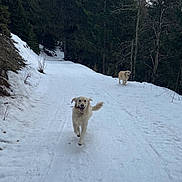 Ujoy participe au concours pour gagner de l'argent avec cette photo : dog, golden_retriever, snow, forest, trees, winter, path, running, outdoor, nature, canine, pets, happy, daylight, animal, playful, landscape, cold, trail, woods