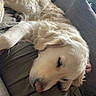 Ujoy participe au concours pour gagner de l'argent avec cette photo : dog, golden_retriever, sleeping, pet, couch, indoor, person, relaxing, cozy, houseplants, fur, resting, companion, comfort, casual, home, animal, friendship, nap, soft