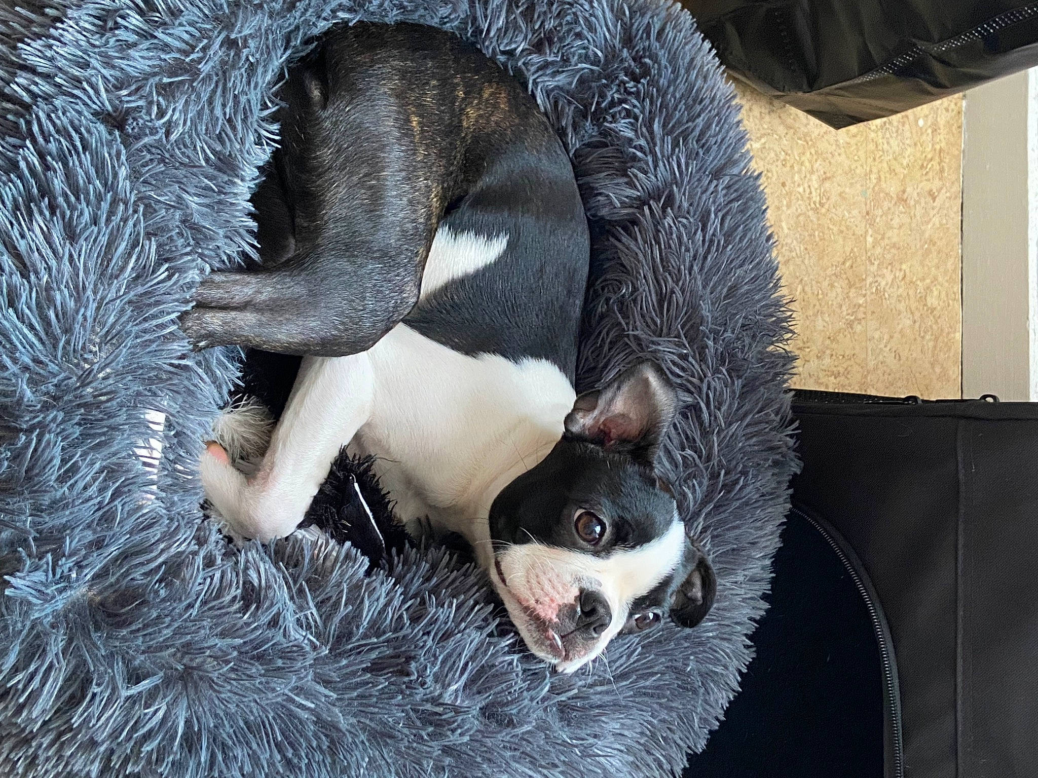 Ully a rejoint le concours — aidez-le/la à gagner de superbes lots ! canidae, carnivore, cat_supply, comfort, companion_dog, dog, dog_breed, dog_supply, fawn, fur, non_sporting_group, paw, pet_supply, snout, sporting_group, tail, tasmanian_devil, terrestrial_animal, whiskers, working_animal