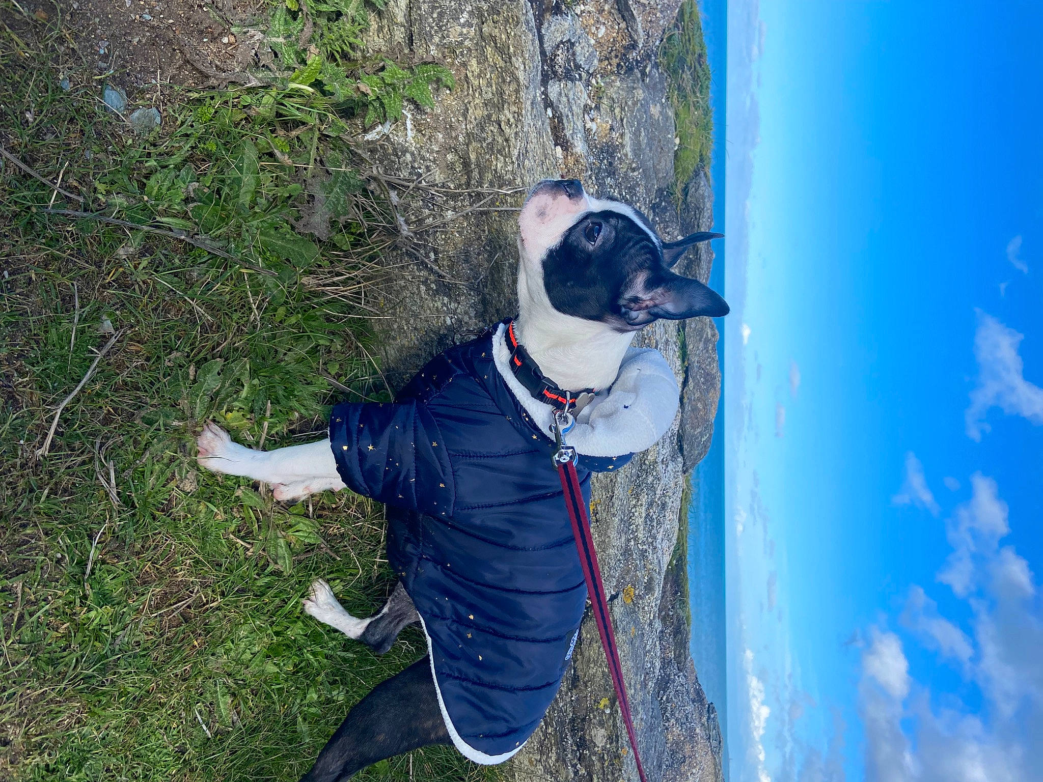 Ully participe au concours pour gagner de l'argent avec cette photo : adventure, canidae, carnivore, collar, companion_dog, dog, dog_breed, dog_collar, electric_blue, eyewear, fashion_accessory, fawn, fur, leash, plant, recreation, sky, sporting_group, tail, tree