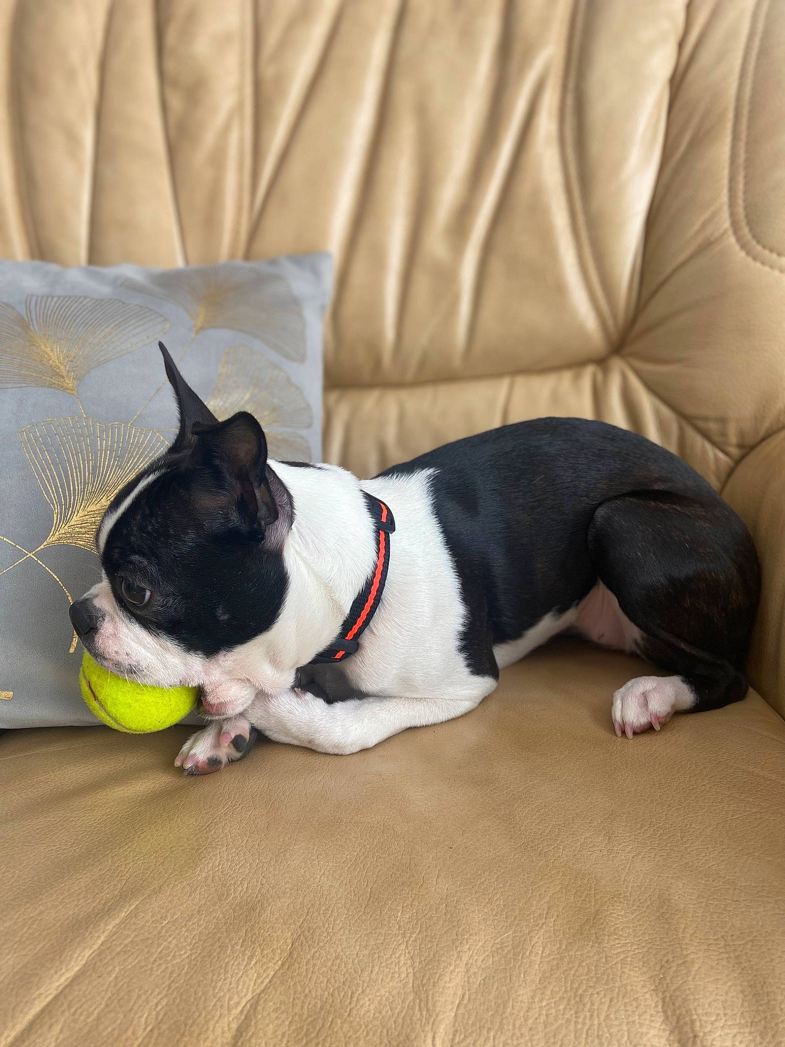 Ully a rejoint le concours — aidez-le/la à gagner de superbes lots ! boston_terrier, canidae, carmine, carnivore, collar, comfort, companion_dog, couch, dog, dog_breed, dog_collar, fawn, flooring, grey, hardwood, pug, snout, sporting_group, tail, wood