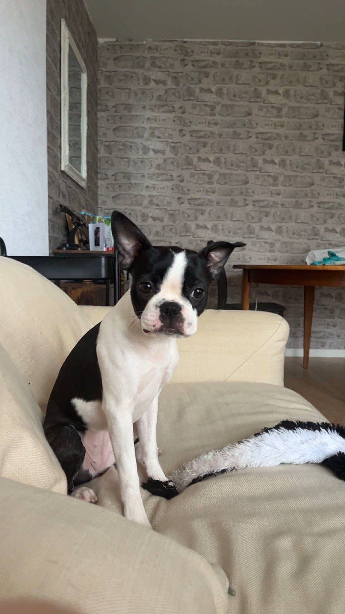 Ully a rejoint le concours — aidez-le/la à gagner de superbes lots ! boston_terrier, canidae, carnivore, collar, comfort, companion_dog, couch, dog, dog_breed, dog_collar, door, fawn, furniture, linens, non_sporting_group, snout, sporting_group, whiskers, window, working_animal