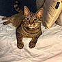 Hennessy is registered to the contest to win money with this photo: cat, tabby_cat, pet, animal, bed, quilt, pillow, cushion, indoor, resting, fur, whiskers, ears, tail, relaxed, domestic, feline, striped, comfort, home