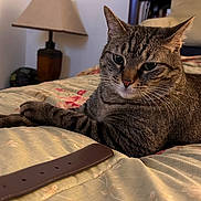 Hennessy joined the competition — help win amazing prizes! cat, tabby_cat, bed, bedspread, floral_pattern, lamp, leather_belt, indoor, furniture, chair, pet, animal, resting, closeup, cozy, domestic, whiskers, fur, relaxation, home