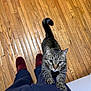 Hennessy is registered to the contest to win money with this photo: cat, tabby_cat, wooden_floor, person, legs, paws, slippers, indoor, curious, pet, animal, stretching, floor, clothing, navy_pants, red_slippers, whiskers, tail, looking_up, close_up