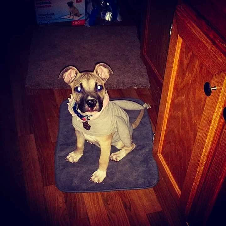 Squishy is registered to the contest to win money with this photo: canidae, carnivore, companion_dog, dog, dog_breed, dog_clothes, dog_collar, door, eyewear, fawn, flooring, fur, personal_protective_equipment, snout, sporting_group, tail, toy_dog, vision_care, wood, working_animal