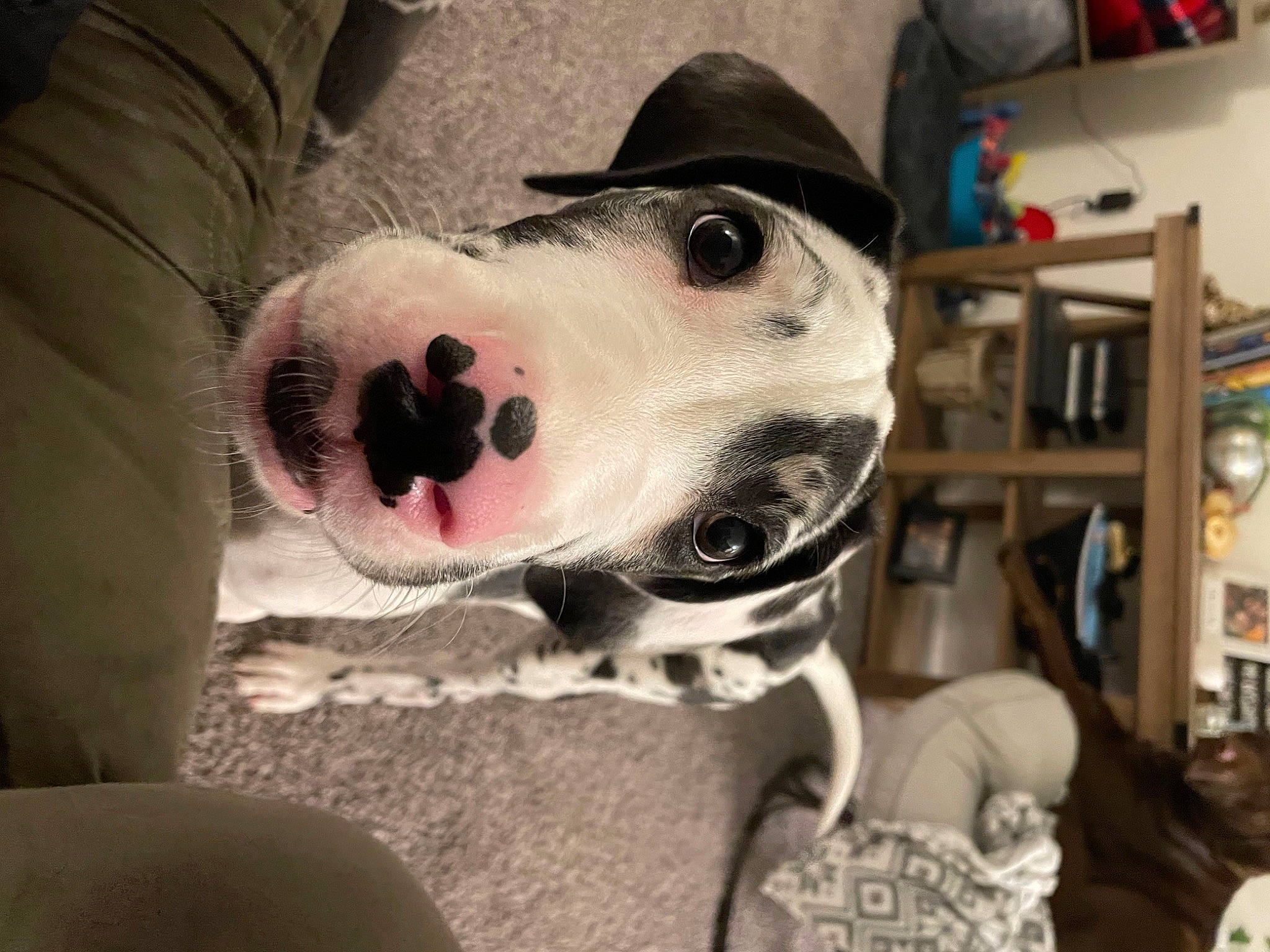 Kahlúa joined the competition — help win amazing prizes! bookcase, canidae, carnivore, collar, companion_dog, dog, dog_breed, fang, fashion_accessory, fawn, fur, hat, jaw, personal_protective_equipment, selfie, shelf, snout, sporting_group, whiskers, working_animal