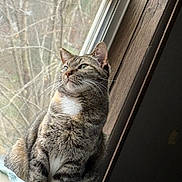 Gucci joined the competition — help win amazing prizes! cat, tabby, window, blanket, indoor, pet, feline, striped_fur, whiskers, green_eyes, natural_light, soft_texture, wood_frame, screen, curtain, domestic_animal, sitting, looking_outside, quiet, cozy