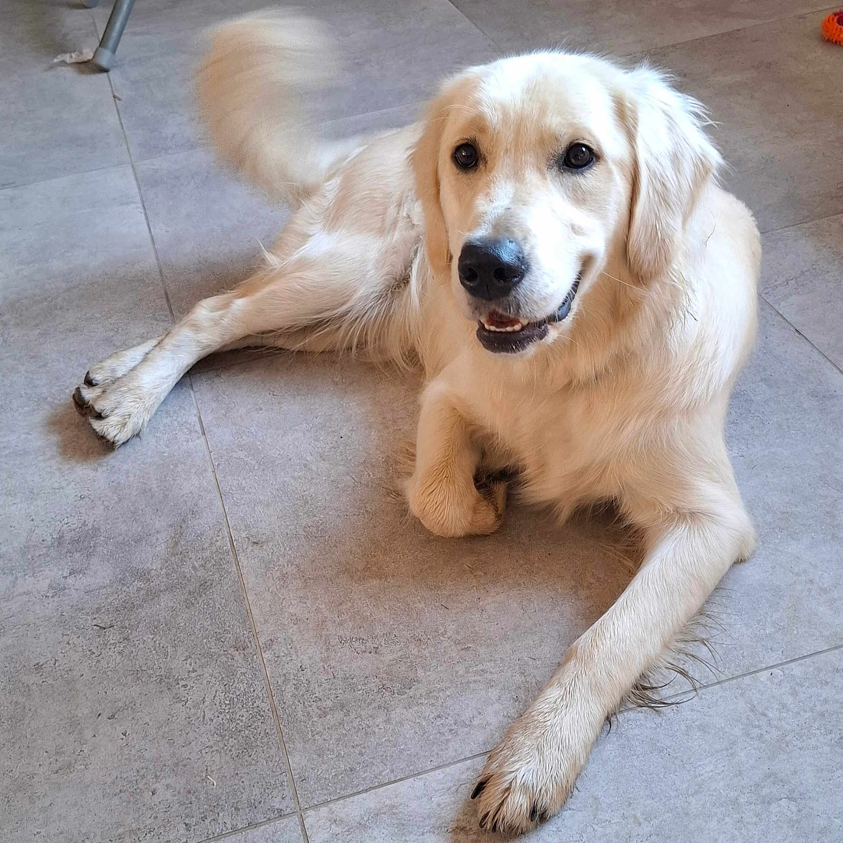 Snow participe au concours pour gagner de l'argent avec cette photo : animal, canine, companion, cute, dog, domestic, floor, friendly, fur, golden_retriever, happy, indoor, laying_down, mammal, paw, pet, playful, smiling, tail, tile