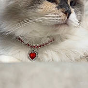 Lulu is registered to the contest to win money with this photo: cat, fluffy, feline, necklace, jewelry, heart_pendant, close_up, portrait, gray, white, soft_fur, whiskers, cute, pet, domestic_cat, animal, indoors, resting, calm, elegant