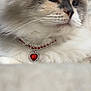 cat, fluffy, feline, necklace, jewelry, heart_pendant, close_up, portrait, gray, white, soft_fur, whiskers, cute, pet, domestic_cat, animal, indoors, resting, calm, elegant