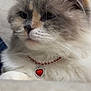 Lulu is registered to the contest to win money with this photo: cat, fluffy, necklace, red_heart, jewelry, pet, animal, closeup, feline, portrait, white_fur, grey_fur, whiskers, ear, cute, domestic_cat, soft_light, indoor, background_blur, face
