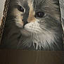 Lulu joined the competition — help win amazing prizes! cat, fluffy, cardboard_box, close_up, whiskers, curious, pet, animal, feline, indoor, face, eyes, fur, cozy, cute, portrait, hideout, box, domestic, mammal