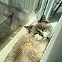 cat, fluffy, blue_eyes, windowsill, sunlight, indoor, relaxed, cream_fur, grey_fur, reflection, door, pet, animal, feline, closeup, calm, cozy, resting, soft_light, domestic