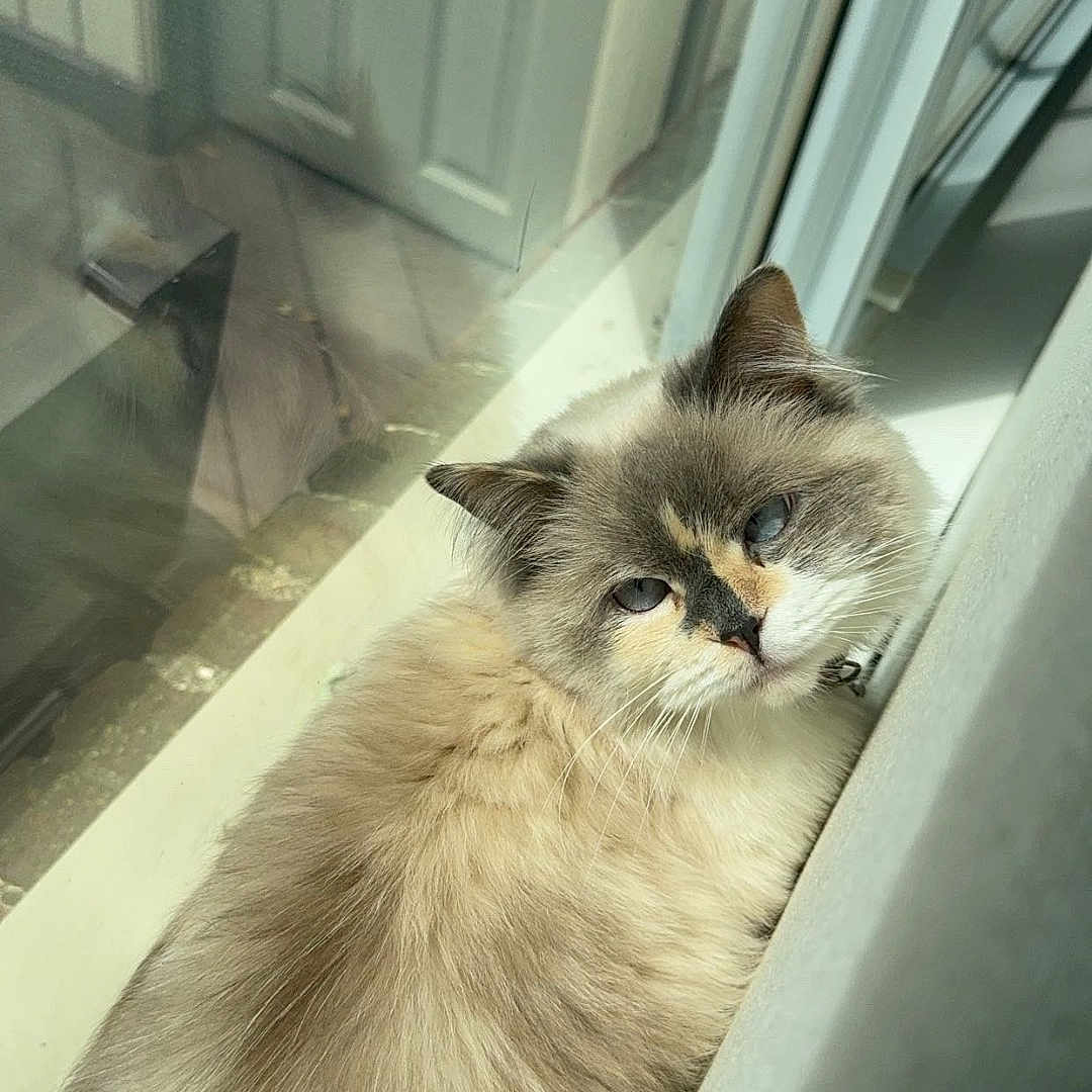 Lulu is registered to the contest to win money with this photo: animal, blue_eyes, calm, cat, closeup, cozy, cream_fur, domestic, door, feline, fluffy, grey_fur, indoor, pet, reflection, relaxed, resting, soft_light, sunlight, windowsill