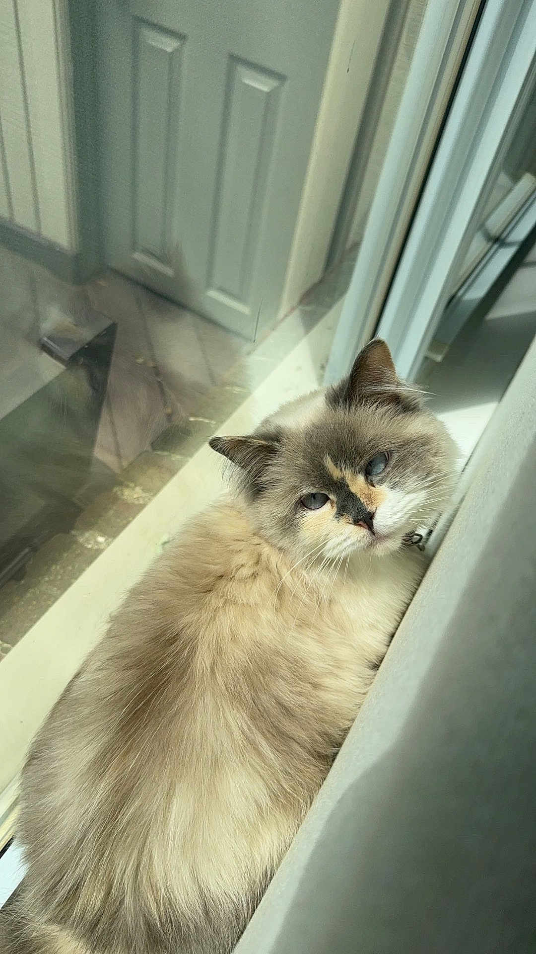 Lulu is registered to the contest to win money with this photo: cat, fluffy, blue_eyes, windowsill, sunlight, indoor, relaxed, cream_fur, grey_fur, reflection, door, pet, animal, feline, closeup, calm, cozy, resting, soft_light, domestic
