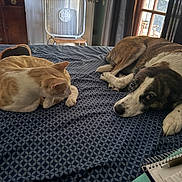 Buddyboy is registered to the contest to win money with this photo: animal, bed, blanket, brown, cat, chair, cozy, curtains, dog, domestic, fan, furniture, ginger, indoor, notebook, pen, pet, resting, white, window