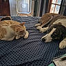 animal, bed, blanket, brown, cat, chair, cozy, curtains, dog, domestic, fan, furniture, ginger, indoor, notebook, pen, pet, resting, white, window