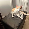 Buddyboy is registered to the contest to win money with this photo: alert, animal, candid, cat, curious, domestic_cat, door, floor_tiles, furniture, household, indoor, looking_at_camera, orange_cat, ottoman, paw, pet, sitting, tail, wall, white_cat