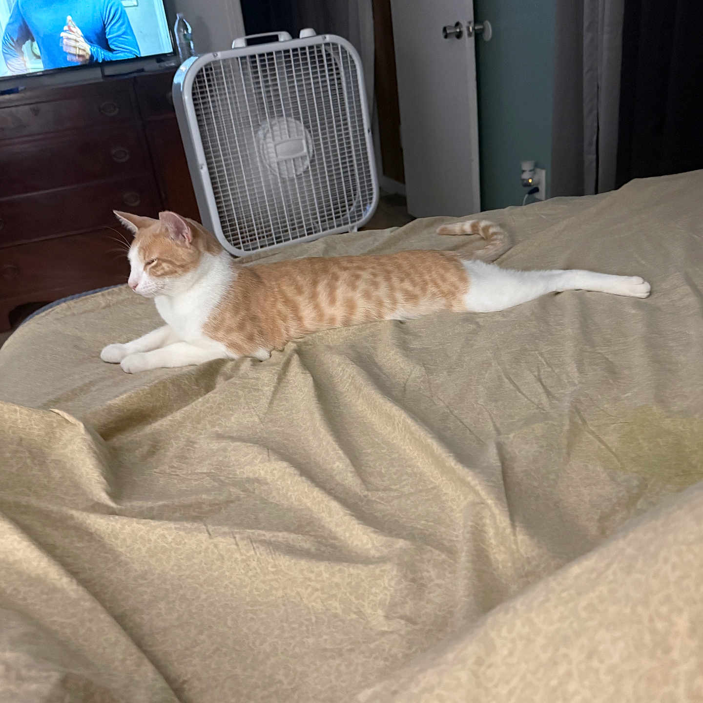 Buddyboy is registered to the contest to win money with this photo: bed, blanket, calm, cat, comfort, domestic, dresser, fan, furniture, home, indoor, lying_down, orange_cat, pet, relaxed, room, sleepy, stretched_out, television, white_cat