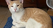 Buddyboy is registered to the contest to win money with this photo: animal, blue_cushion, cat, cute, domestic_cat, dressing_table, ears, fan, feline, furniture, ginger_cat, indoor, pattern, pet, relaxed, resting, tail, tile_floor, whiskers, white_cat