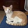 animal, blue_cushion, cat, cute, domestic_cat, dressing_table, ears, fan, feline, furniture, ginger_cat, indoor, pattern, pet, relaxed, resting, tail, tile_floor, whiskers, white_cat