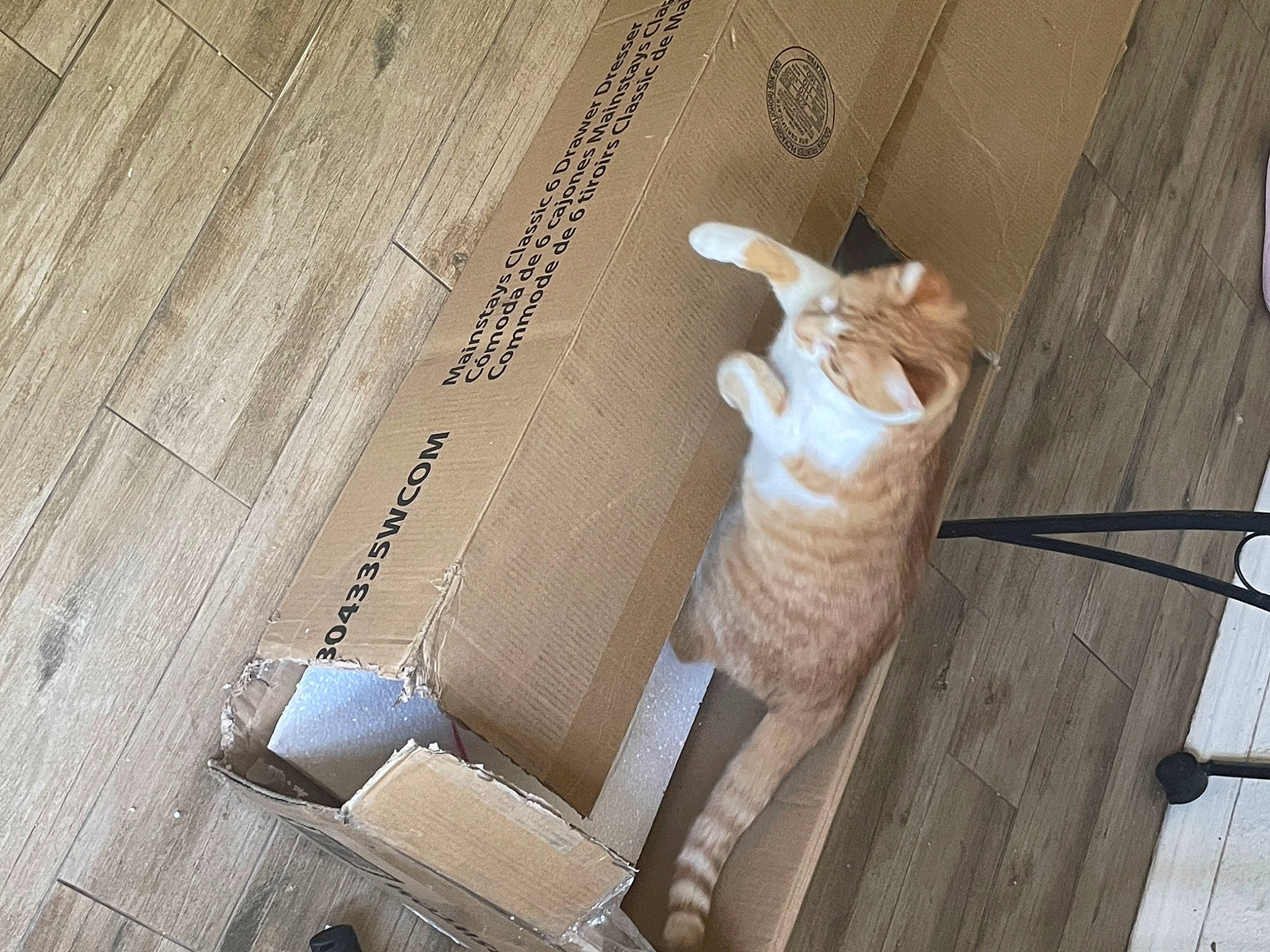 Papi is registered to the contest to win money with this photo: beige, carnivore, cat, ceiling, comfort, domestic_short_haired_cat, fawn, felidae, flooring, fur, hardwood, pattern, plywood, room, small_to_medium_sized_cats, tail, whiskers, wood, wood_flooring, wood_stain
