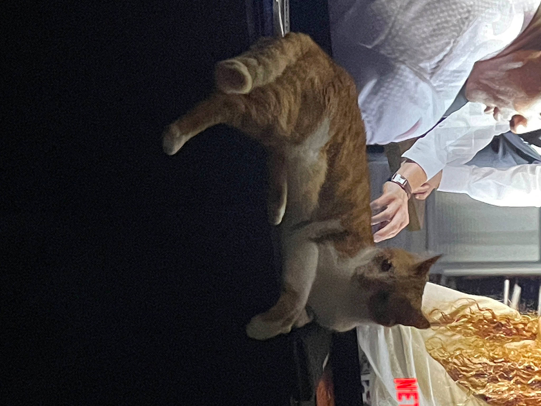 Papi