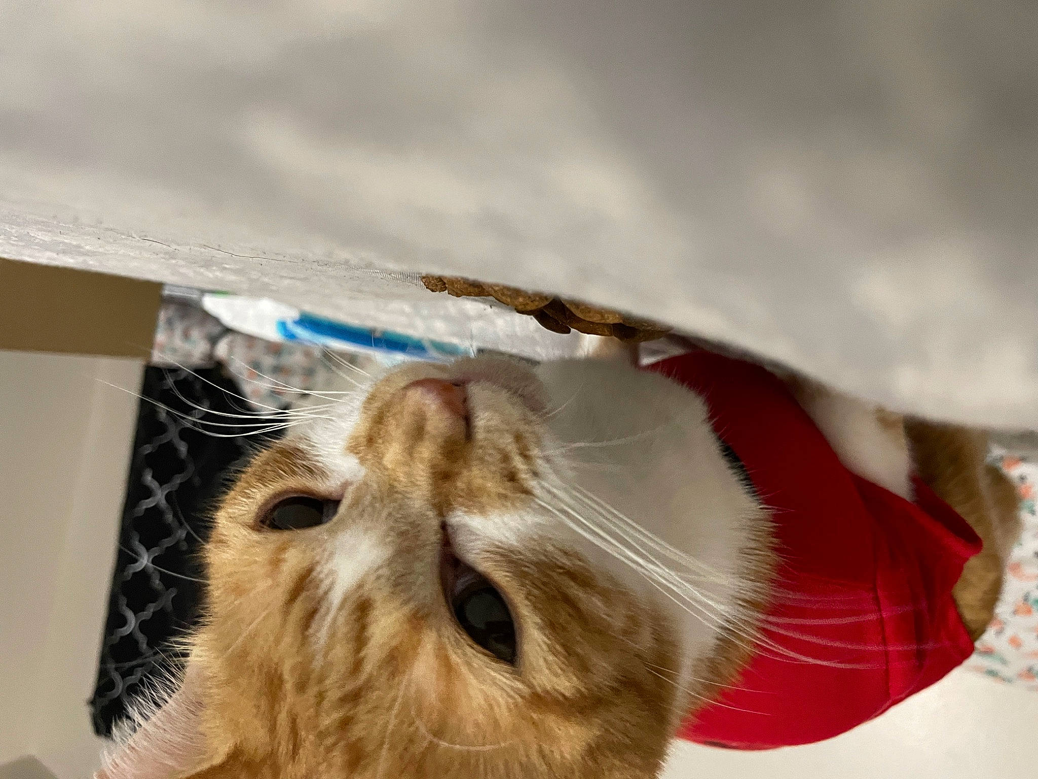 Papi is registered to the contest to win money with this photo: bird_of_prey, canidae, carnivore, cat, claw, companion_dog, domestic_short_haired_cat, eyewear, felidae, fur, macro_photography, paw, small_to_medium_sized_cats, snout, sporting_group, terrestrial_animal, whiskers, wood