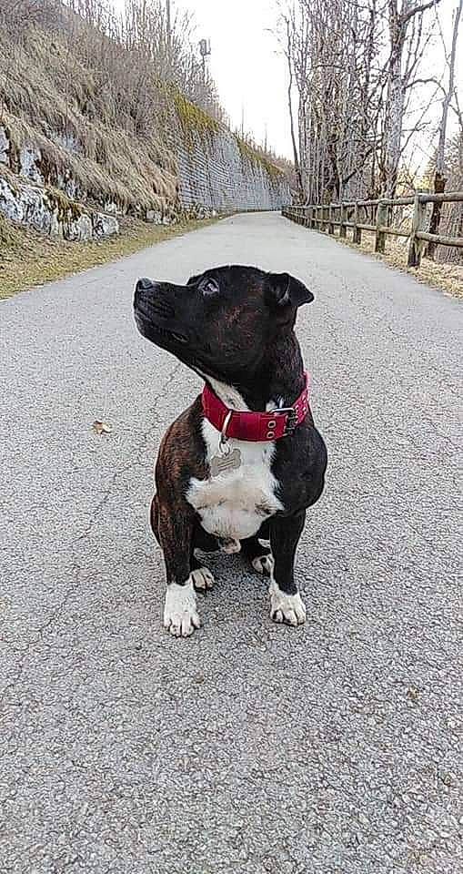 Packo a rejoint le concours — aidez-le/la à gagner de superbes lots ! adventure, asphalt, canidae, carnivore, collar, companion_dog, dog, dog_breed, dog_collar, fashion_accessory, fawn, leash, pet_supply, road_surface, sky, snout, sporting_group, tail, tree, working_animal