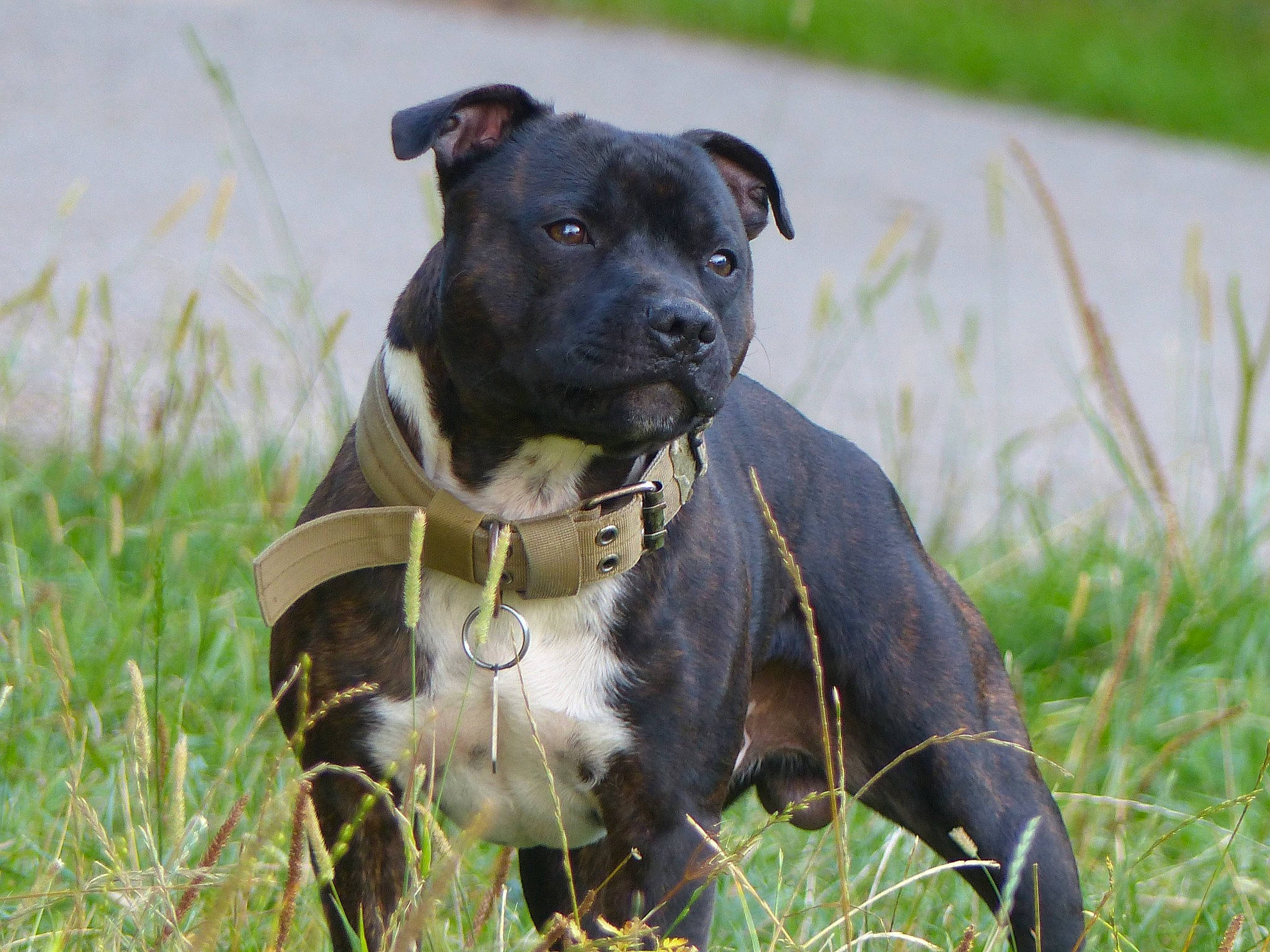 Packo participe au concours pour gagner de l'argent avec cette photo : canidae, canis_panther, carnivore, collar, companion_dog, dog, dog_breed, dog_collar, dog_supply, fawn, flower, grass, grassland, pet_supply, plant, snout, sporting_group, terrestrial_animal, whiskers, working_animal