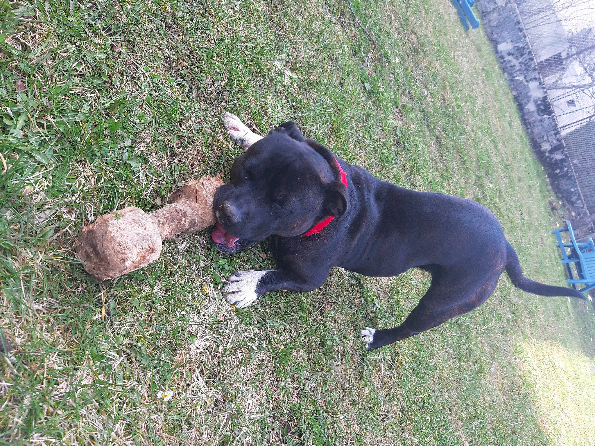 Packo participe au concours pour gagner de l'argent avec cette photo : borador, carnivore, collar, companion_dog, dog, dog_breed, dog_collar, dog_supply, fashion_accessory, fawn, grass, groundcover, guard_dog, leash, pet_supply, plant, snout, tail, working_animal, working_dog