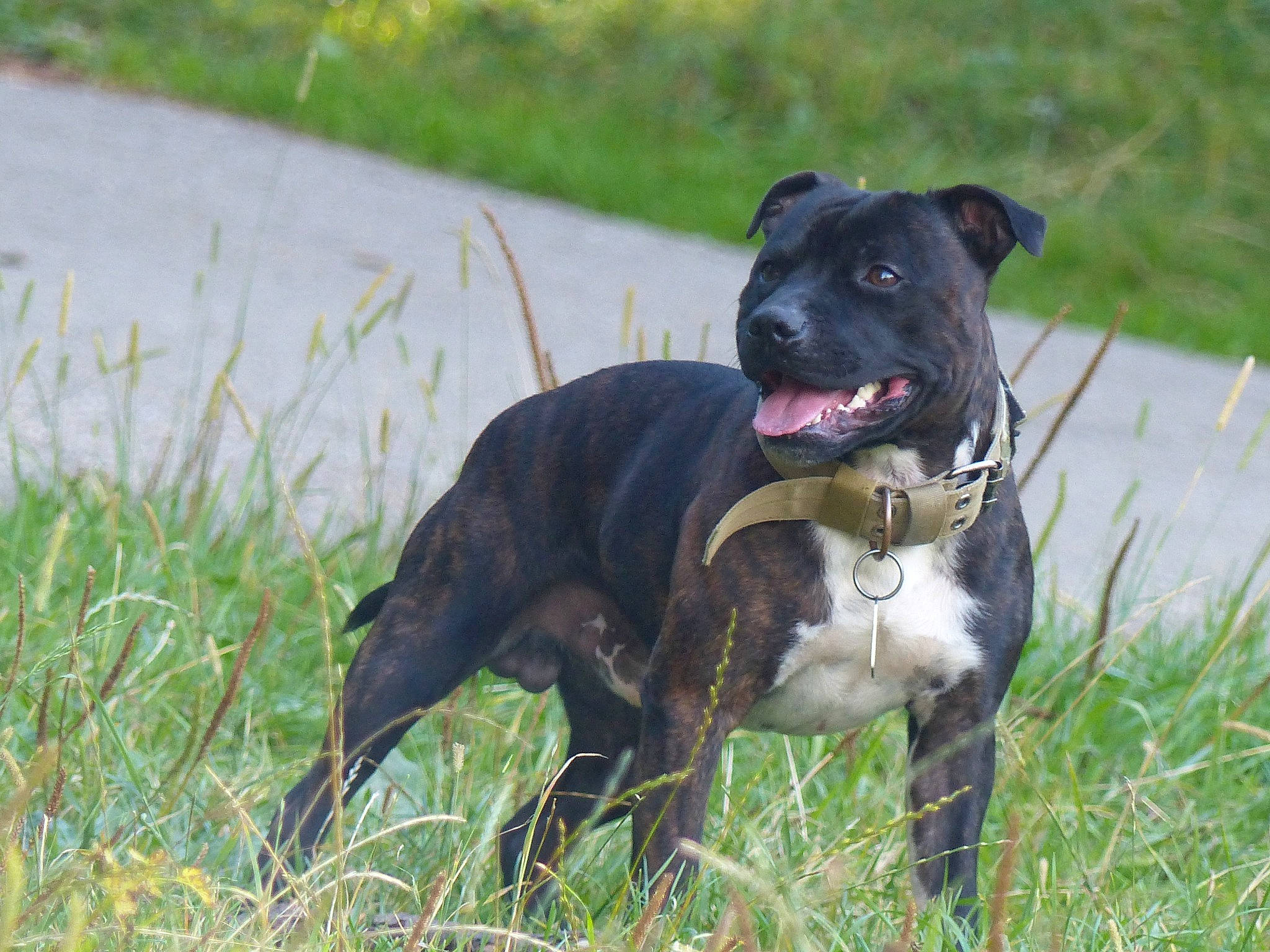 Packo a rejoint le concours — aidez-le/la à gagner de superbes lots ! boston_terrier, canis_panther, carnivore, collar, companion_dog, dog, dog_breed, dog_collar, grass, grassland, guard_dog, gun_dog, non_sporting_group, plant, snout, sporting_group, tail, terrestrial_animal, working_animal, working_dog