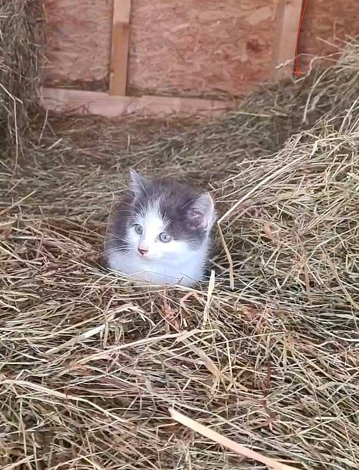 Kira participe au concours pour gagner de l'argent avec cette photo : carnivore, cat, domestic_short_haired_cat, fawn, felidae, fur, grass, herb, small_to_medium_sized_cats, snout, soil, straw, terrestrial_animal, tree, twig, whiskers, wildlife, wood