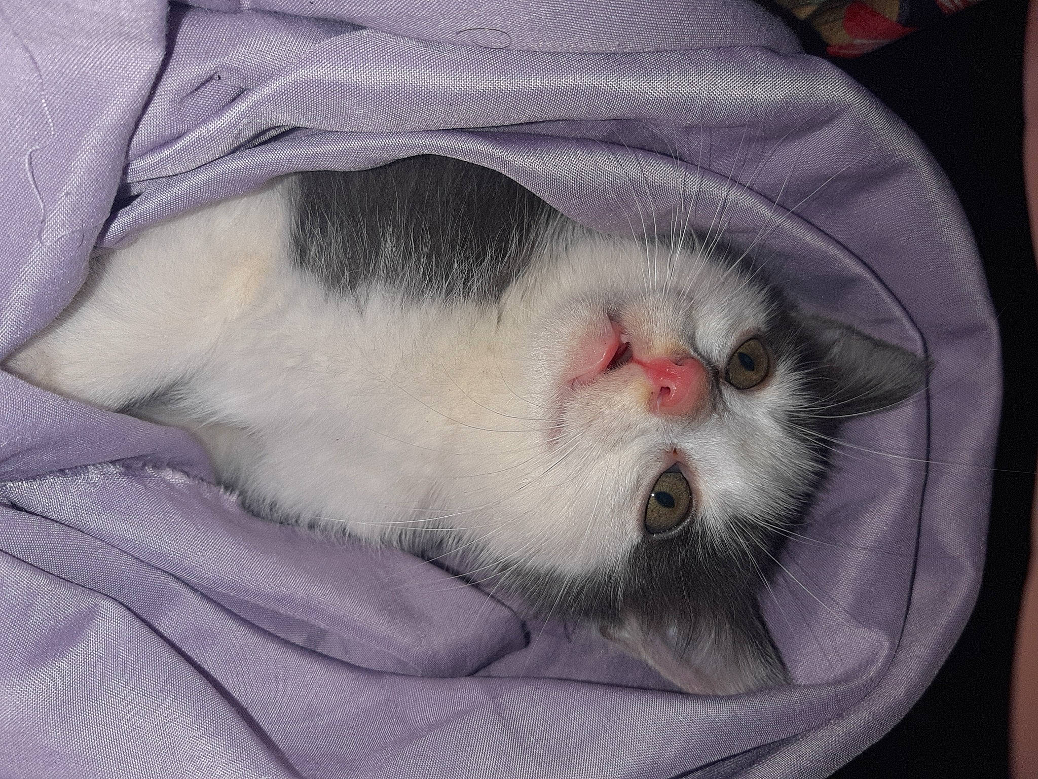 Kira participe au concours pour gagner de l'argent avec cette photo : carnivore, cat, claw, comfort, dog_breed, domestic_short_haired_cat, fawn, felidae, fur, grey, mouse, paw, small_to_medium_sized_cats, snout, tail, terrestrial_animal, whiskers