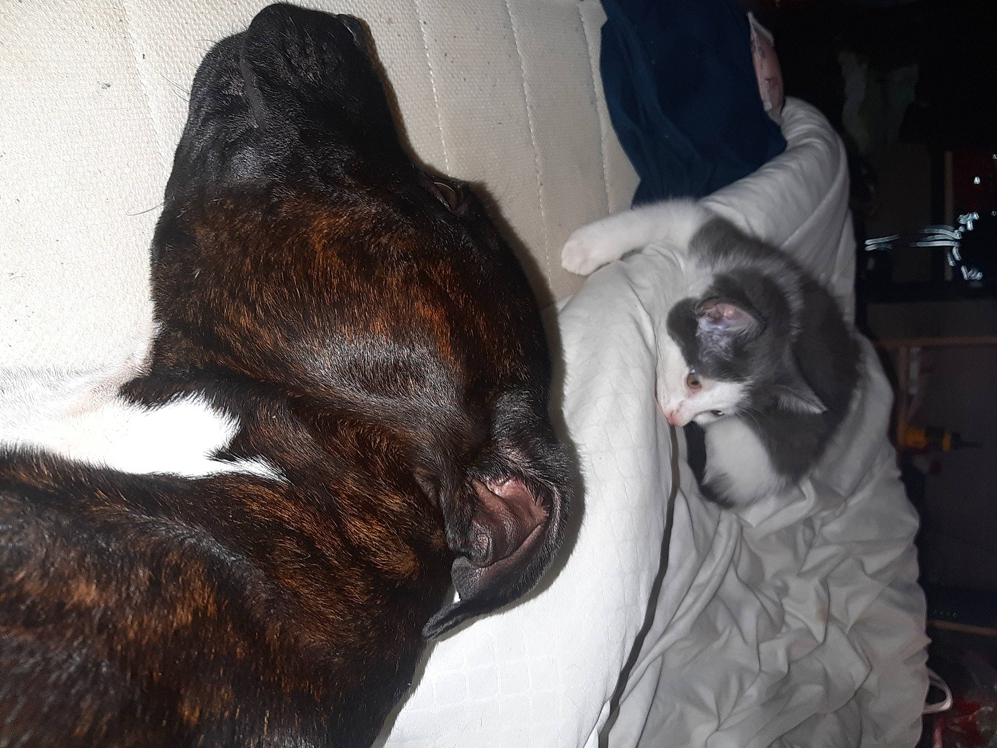 Kira participe au concours pour gagner de l'argent avec cette photo : canidae, carnivore, claw, companion_dog, dog, dog_breed, ear, fawn, felidae, fur, gesture, liver, mammal, small_to_medium_sized_cats, snout, sporting_group, tail, vertebrate, whiskers, working_animal