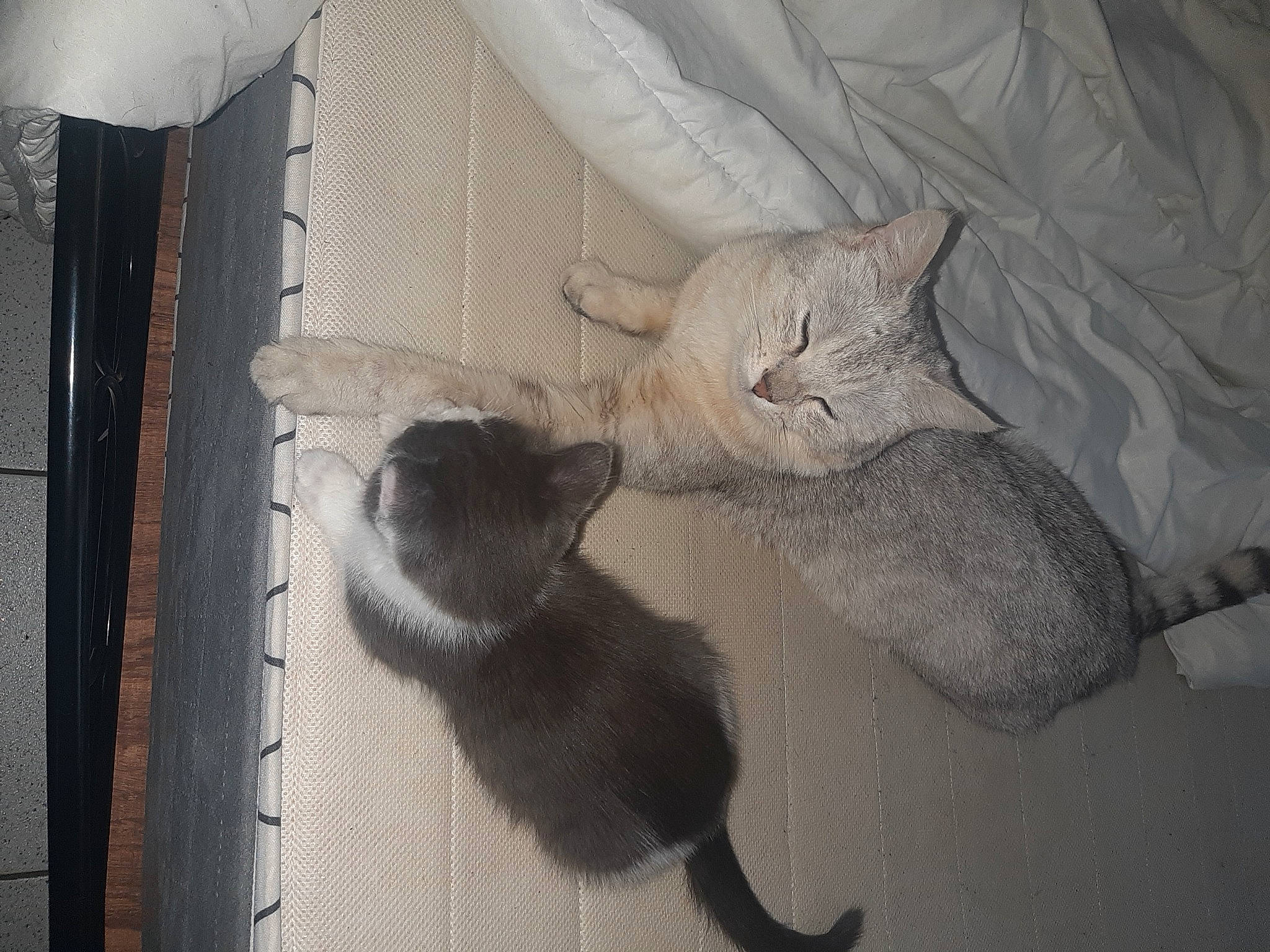 Natsu participe au concours pour gagner de l'argent avec cette photo : animal_shelter, black_cat, box, carnivore, cat, claw, comfort, domestic_short_haired_cat, fawn, felidae, fur, grey, paw, room, small_to_medium_sized_cats, snout, tail, whiskers, window, wood