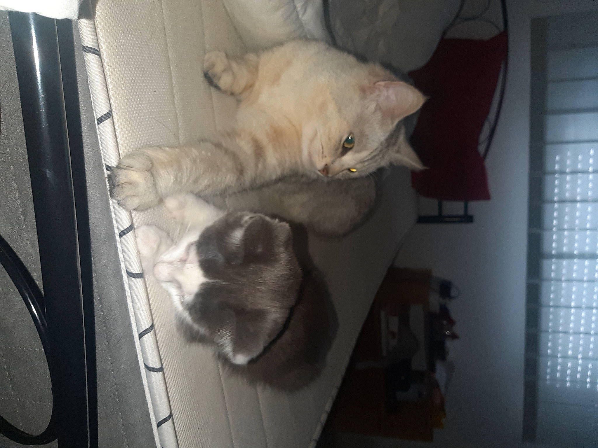 Natsu a rejoint le concours — aidez-le/la à gagner de superbes lots ! animal_shelter, carnivore, cat, claw, comfort, companion_dog, dog_breed, domestic_short_haired_cat, fawn, felidae, fur, nap, paw, room, small_to_medium_sized_cats, sporting_group, tail, vertebrate, whiskers, wood