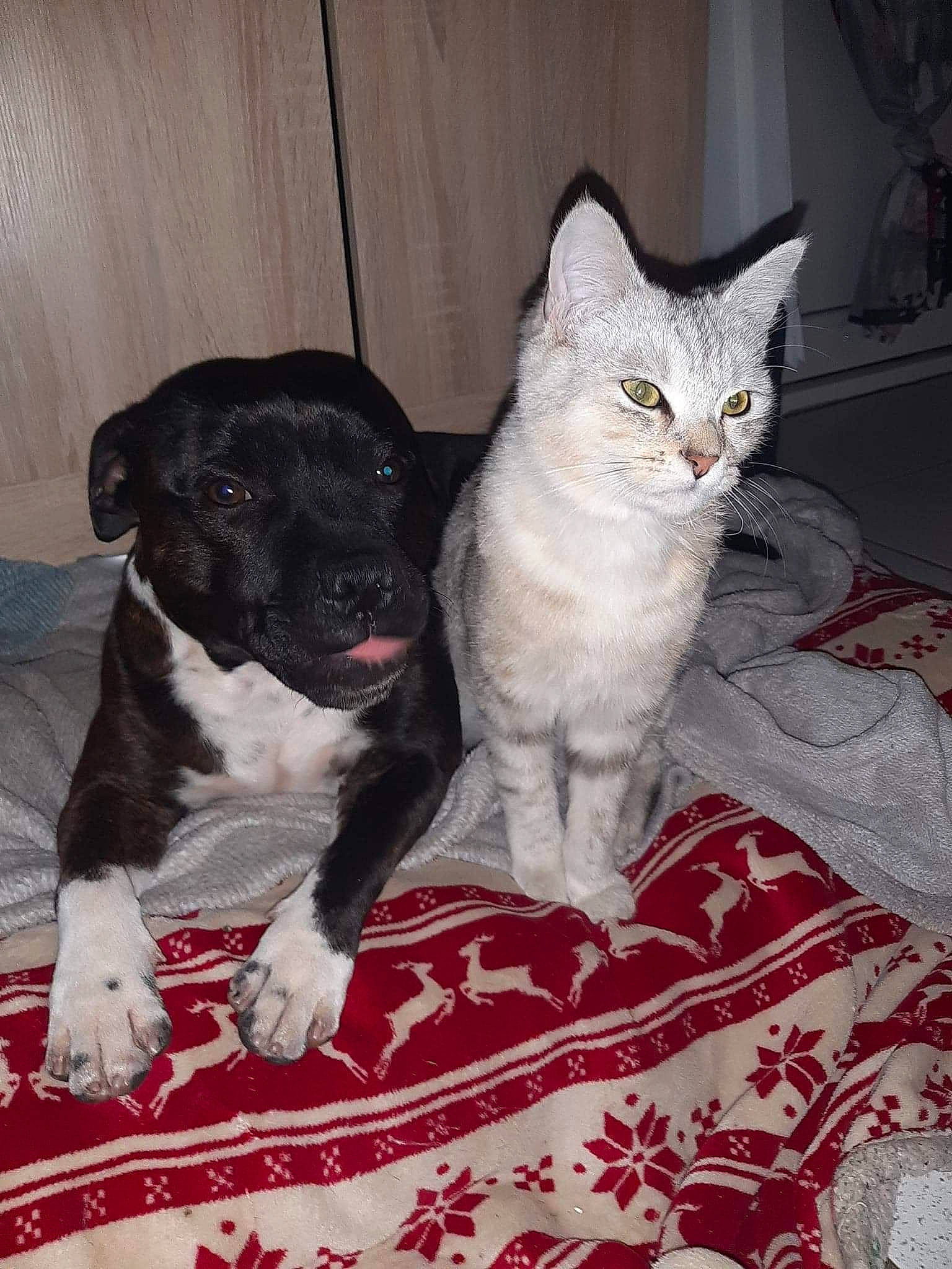 Natsu participe au concours pour gagner de l'argent avec cette photo : carnivore, cat, claw, comfort, companion_dog, dog, dog_breed, domestic_short_haired_cat, door, fawn, felidae, fur, grey, linens, mat, paw, small_to_medium_sized_cats, snout, tail, whiskers