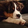 puppy, dog, close_up, resting, soft_lighting, curious_eyes, fur, cute, pet, indoors, couch, brown, white, black, animal, portrait, young, paw, relaxed, face