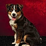 Apy a rejoint le concours — aidez-le/la à gagner de superbes lots ! dog, sitting, black_fur, brown_fur, white_fur, happy, tongue_out, pet, studio, portrait, carpet, red_background, fur, ears, animal, cute, friendly, indoors, smiling, canine