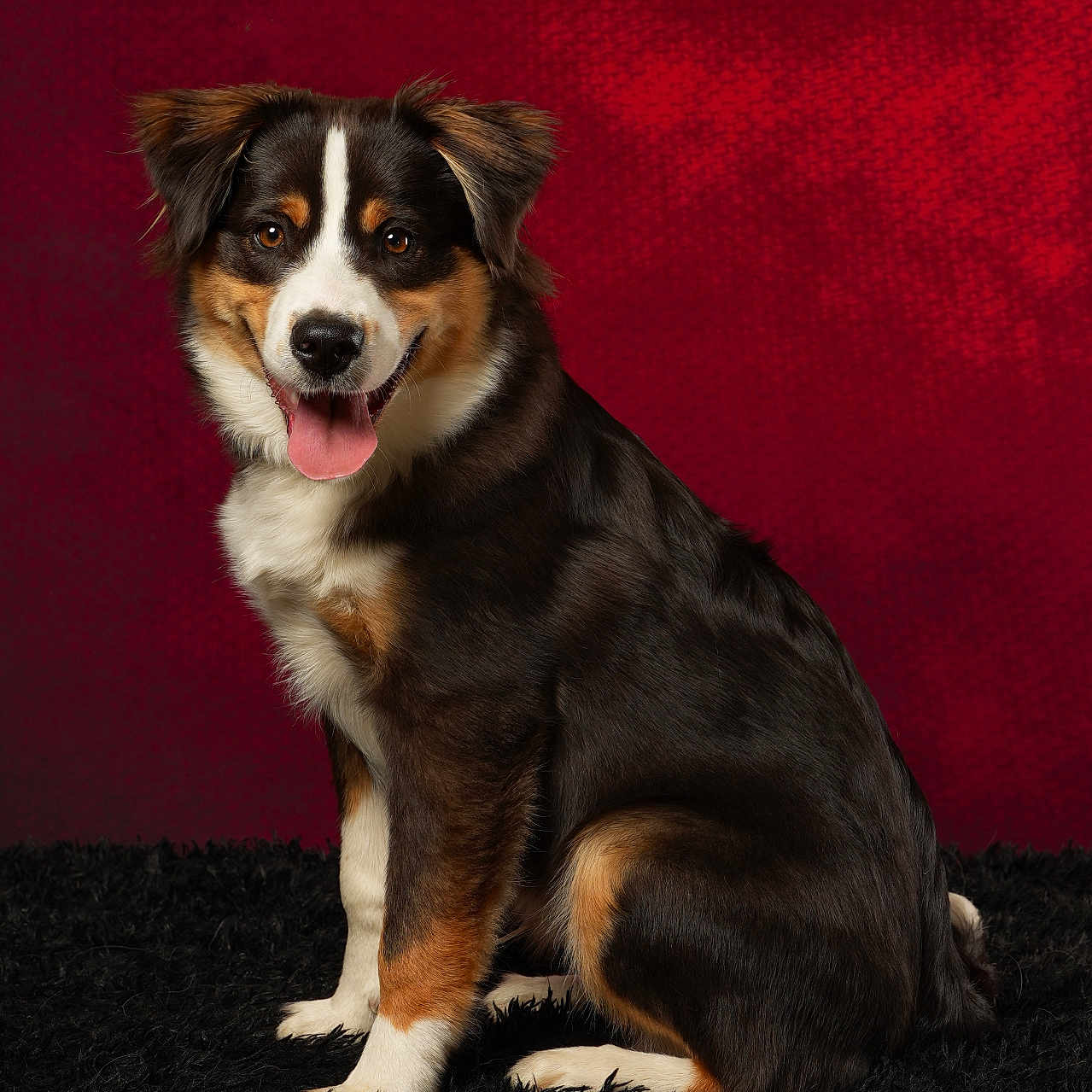 Apy a rejoint le concours — aidez-le/la à gagner de superbes lots ! dog, sitting, black_fur, brown_fur, white_fur, happy, tongue_out, pet, studio, portrait, carpet, red_background, fur, ears, animal, cute, friendly, indoors, smiling, canine