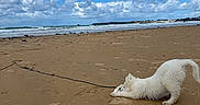 Baïko participe au concours pour gagner de l'argent avec cette photo : animal, beach, blue_sky, canine, clouds, coast, dog, fun, nature, ocean, outdoor, pet, playful, rope_toy, sand, sky, stretching, water, waves, white_dog