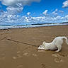 Baïko participe au concours pour gagner de l'argent avec cette photo : dog, white_dog, beach, sand, ocean, waves, clouds, blue_sky, rope_toy, playful, animal, pet, outdoor, nature, water, coast, sky, fun, canine, stretching