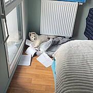 Baïko a rejoint le concours — aidez-le/la à gagner de superbes lots ! dog, white_dog, blanket, papers, wooden_floor, window, radiator, painting, blue_painting, bed, bedspread, indoor, relaxing, cozy, corner, furniture, home, resting, small_dog, light