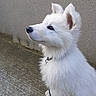 dog, puppy, white_fur, fluffy, sitting, side_view, leash, collar, concrete, wall, outdoor, curious, pet, canine, fur, ears, cute, animal, young, alert